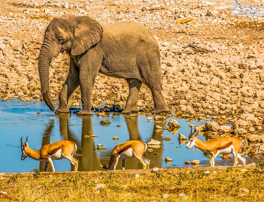 Etosha NP, Namibia, Africa.  African Bush Elephant and three Thomsons gazelles at a water hole